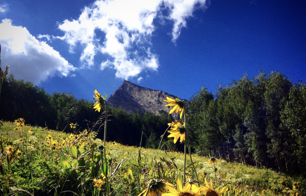 Colorado Wildflowers
